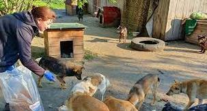 Стаття «Дай шанс»: як у Слов'янську рятують тварин, кинутих під час війни Ранкове місто. Одеса