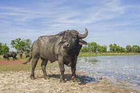 Статья Природоохоронну організацію видзначили за повернення водяного буйвола у Одеську область Утренний город. Одесса