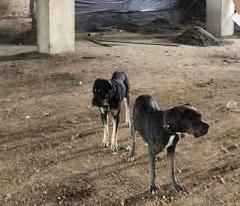 Стаття Одеська журналістка врятувала на війні двох псів рідкісної породи (фото) Утренний город. Одеса
