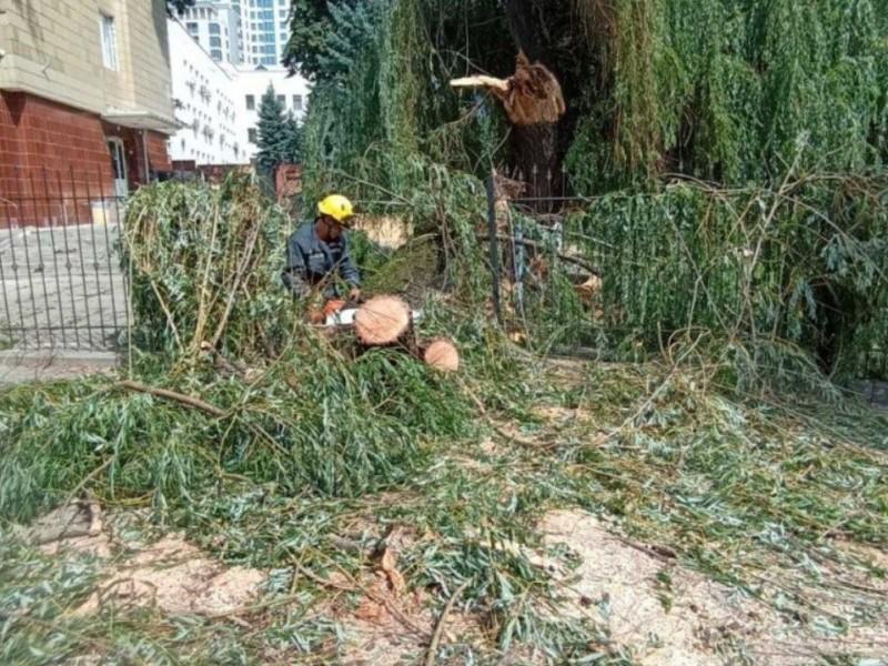 Статья Рятувальники, прибираючи повалене дерево, врятували пташеня Утренний город. Одесса