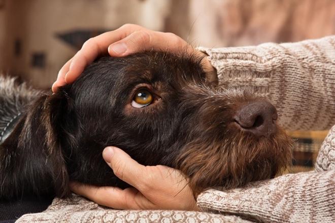 Стаття Допомога чотирилапим: можна отримати онлайн-консультацію від ветеринара Ранкове місто. Одеса