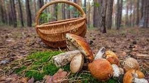 Стаття На Одещині зареєстрували отруєння грибами. Як цього уникнути? Утренний город. Одеса