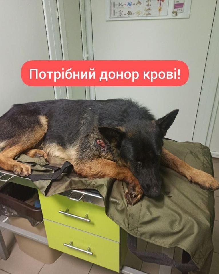 Стаття В Одесі рятують службового пса з фронту: потрібні собаки-донори! Утренний город. Одеса
