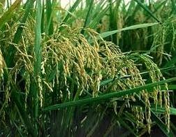 Стаття На Одещині покращують умови для вирощування рису та овочів Ранкове місто. Одеса