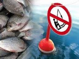 Стаття На Одещині обмежили вилов риби: де не можна рибалити? Ранкове місто. Одеса