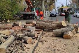 Стаття В Одесі ведуть заготівлю дров: хто отримає їх першими (фото) Ранкове місто. Одеса