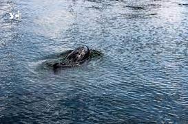 Стаття Що буде, якщо дельфінів не стане? Про допомогу дельфінам одеського узбережжя (фото) Утренний город. Одеса