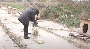 Стаття Волонтерки з Бахмута облаштовують притулок для собак на Дніпропетровщині: відео Утренний город. Одеса