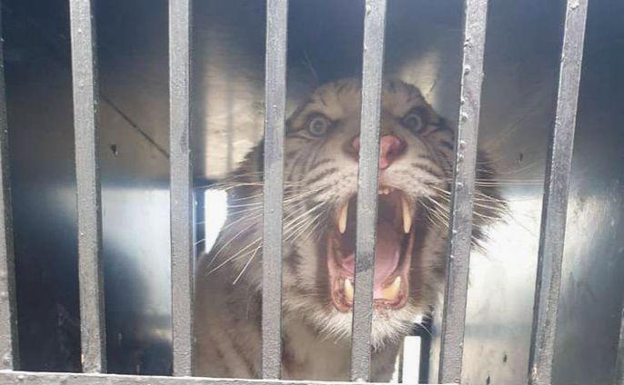 Стаття Білого тигра назве переможець аукціону: у столиці рятують тварину з Харкова Утренний город. Одеса