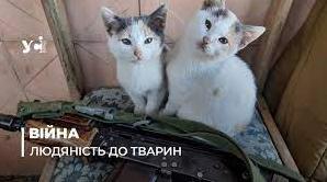 Стаття Чому українські військові активно рятують тварин? Утренний город. Одеса
