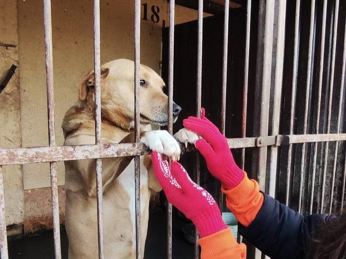 Стаття Патронаж притулків для тварин запускають в Україні: як це працює Ранкове місто. Одеса