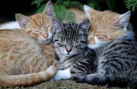 Стаття 17 лютого - це День котів - чудове свято Утренний город. Одеса