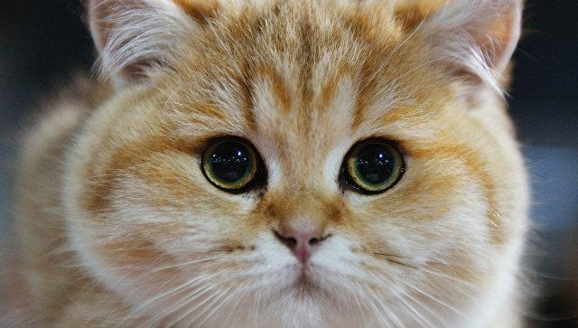 Стаття Як визначити «людський» вік вашого кота: таблиця Ранкове місто. Одеса