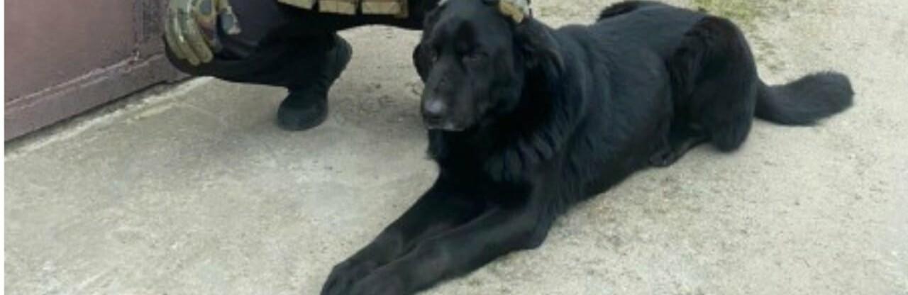 Стаття Блек сидів на ланцюгу серед руїн: одеські поліцейські врятували покинутого у Херсоні собаку Утренний город. Одеса