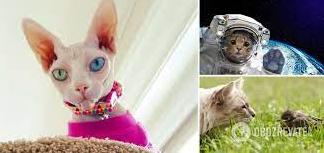 Стаття Прибульці з іншої планети? У мережі розповіли версію походження котів і навели докази Утренний город. Одеса