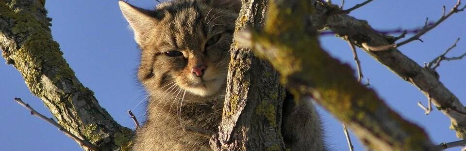 Стаття В Одеській області виявили червонокнижного лісового кота, - ФОТО Утренний город. Одеса