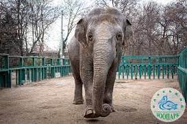 Стаття В Одеському зоопарку випустили у літній вольєр слониху Венді, - ФОТО Утренний город. Одеса