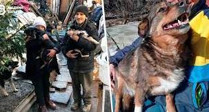 Стаття «Вивезла вісім безпритульних собак з Луганщини». Де шукати допомогу тим, хто рятує тварин Утренний город. Одеса