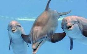 Стаття Перші в цьому році: в Одеській області помітили зграю дельфінів (фото) Утренний город. Одеса