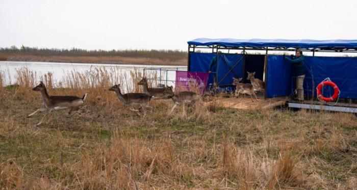 Стаття На Одещині побудували спеціальне судно, щоб возити оленів через Дунай (фото, відео) Ранкове місто. Одеса