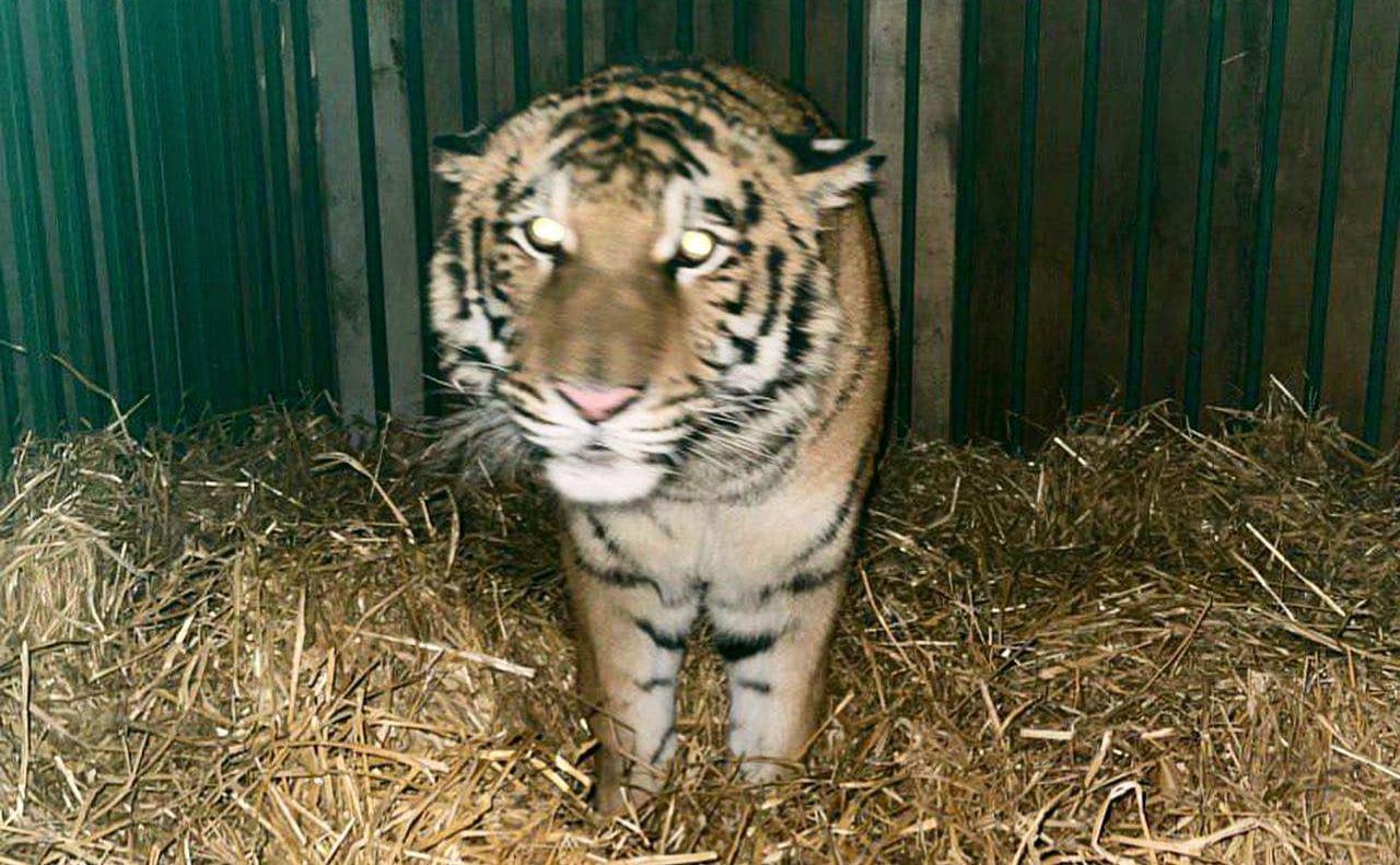 Стаття На Київщині передали тигра з приватного зоопарку до Центру порятунку Ранкове місто. Одеса