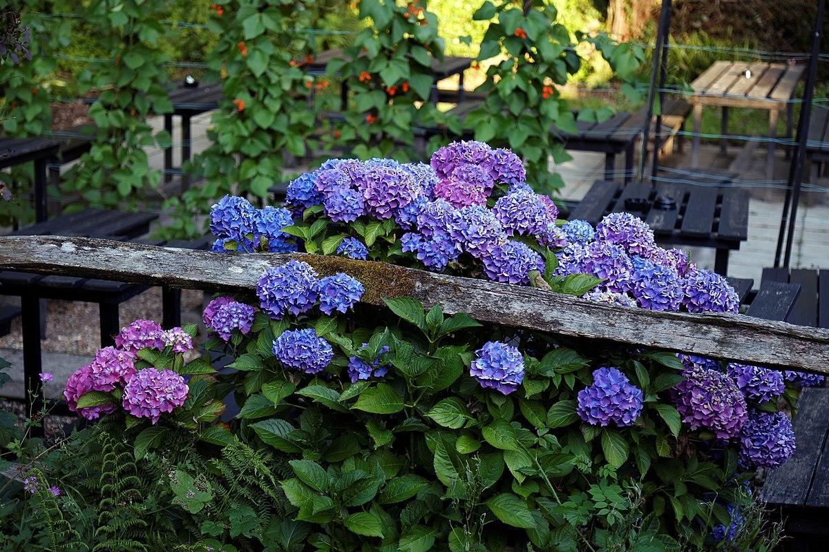 Стаття Три види садових рослин, які потрібно обрізати в квітні для сильного нового росту влітку Ранкове місто. Одеса