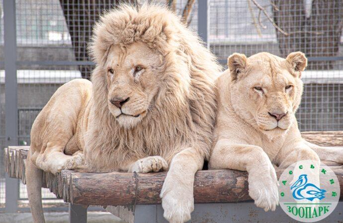 Стаття Одеський зоопарк запрошує на свято Білих левів Ранкове місто. Одеса
