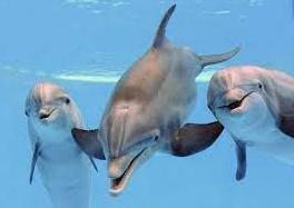 Стаття Заради дельфінів: на Одещині розширять акваторію національного парку Ранкове місто. Одеса