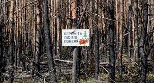 Стаття 9 тисяч нових саджанців: як відновлюються ліси Донеччини та які існують проблеми Ранкове місто. Одеса