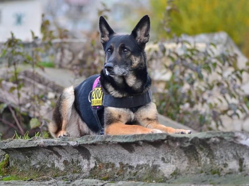 Стаття Зооактивісти зібрали кошти на авто та спорядження для собак-рятувальників Ранкове місто. Одеса