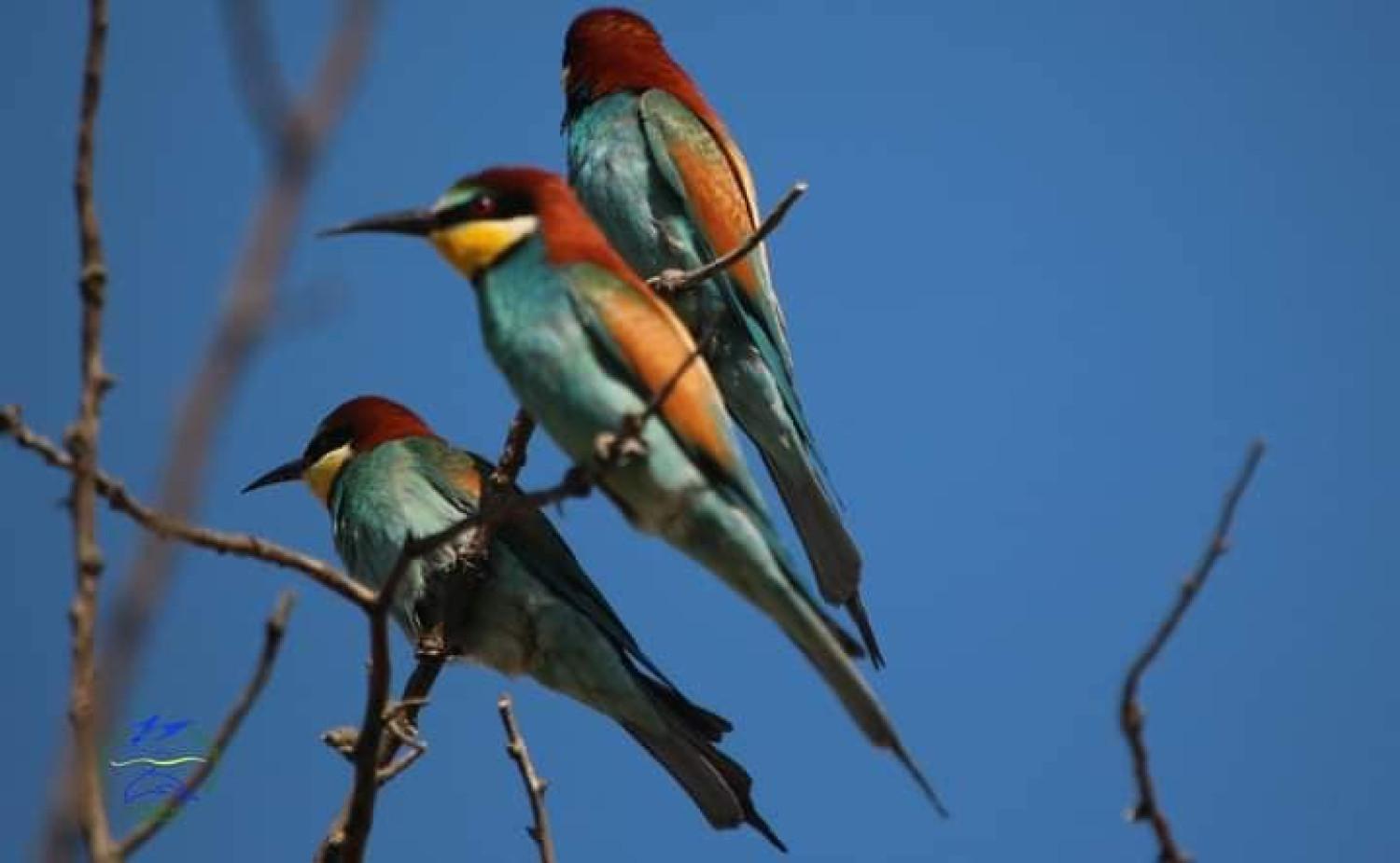 Стаття У природному парку на Одещині з’явилися «казкові» птахи з яскравим оперенням (фото) Ранкове місто. Одеса