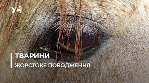 Стаття «Він не жирував»: під Одесою жінка заморила коня голодом до смерті (фото) Ранкове місто. Одеса