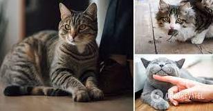 Стаття Як дякують коти: достатньо просто спостерігати за поведінкою Ранкове місто. Одеса