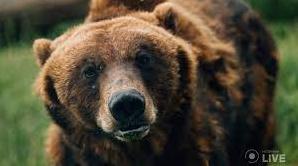 Стаття «Їх продали як смертників»: під Києвом реабілітують ведмедів, скалічених у звіринцях та цирках Ранкове місто. Одеса
