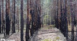 Стаття «Лиманське лісництво» відроджує ліси Лиманщини Ранкове місто. Одеса