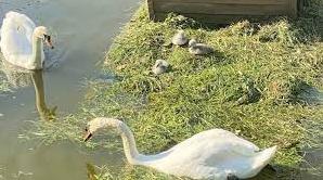 Стаття У парку Перемоги поповнення – народилися пташенята білих лебедів (фото, відео) Ранкове місто. Одеса
