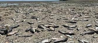 Стаття Екоцид: одеситів просять повідомляти про загибель риби Ранкове місто. Одеса