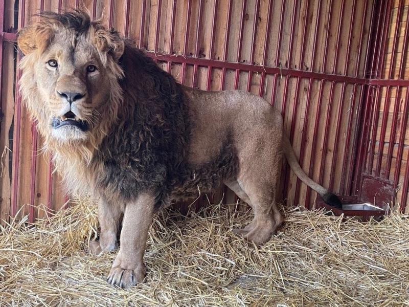 Стаття На Київщині рятують лева, якого евакуювали з-під обстрілів у важкому стані – не міг стояти чи ходити Ранкове місто. Одеса