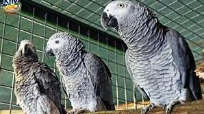 Стаття У Київзоо відкрили великий вольєр для папуг. Фото та відео Ранкове місто. Одеса