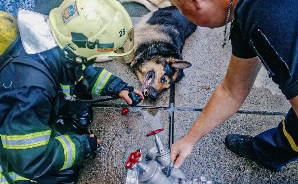 Стаття На Оболоні врятували собаку, який отруївся чадним газом Ранкове місто. Одеса