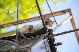 Стаття Середина літа в одеському дворику: спокій, білизна на мотузках та коти (фото) Ранкове місто. Одеса