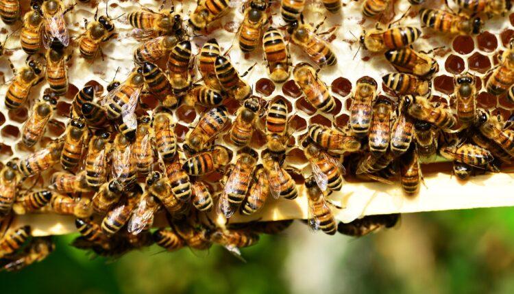 Стаття Ремесло Сватівських бджолярів визнали нематеріальною культурною спадщиною України Ранкове місто. Одеса