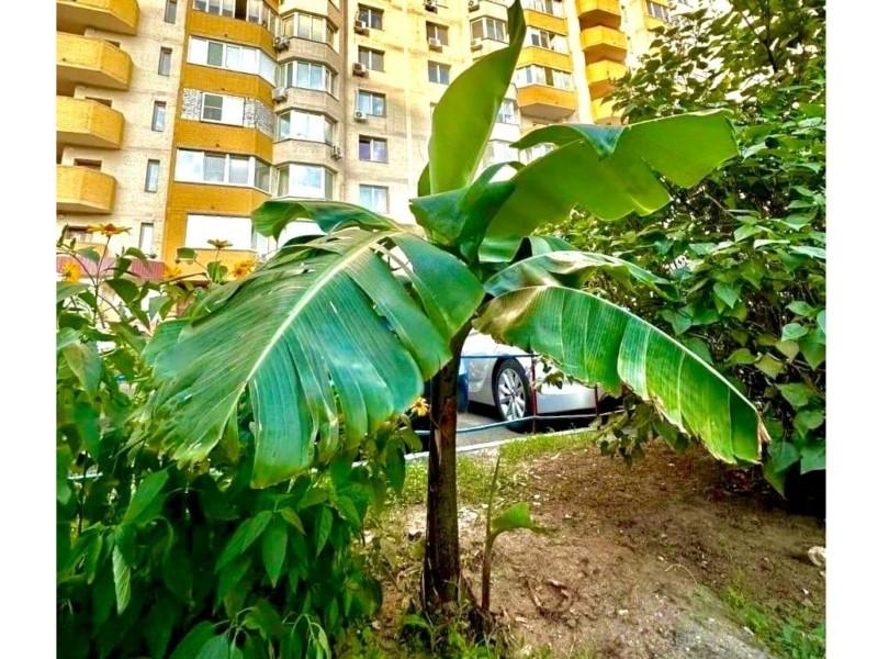 Стаття Тропіки серед бетонних джунглів: у Дарницькому районі біля висоток прижився банан Ранкове місто. Одеса