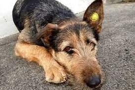 Стаття За фактом отруєння собак у Тарутине відкрили кримінальне провадження Ранкове місто. Одеса