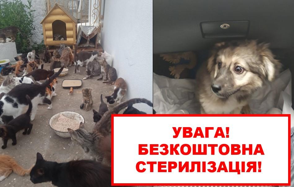 Стаття Безкоштовно стерилізувати собак та кішок в Татарбунарах приїдуть фахівці з Франці Ранкове місто. Одеса