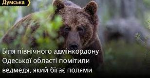 Стаття Біля північного адмінкордону Одеської області помітили ведмедя, який бігає полями Ранкове місто. Одеса