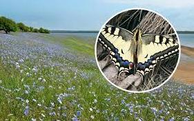 Стаття У парку «Тузловські лимани» показали величезних метеликів: розмах крил до 15 см (фото) Ранкове місто. Одеса