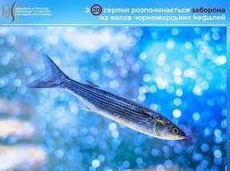 Стаття З 20 серпня на Одещині заборонять вилов чорноморських кефалей Ранкове місто. Одеса