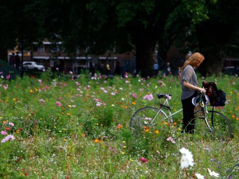 Стаття У парках Києва майже все літо не косять траву задля збереження довкілля – що відомо про новацію Ранкове місто. Одеса