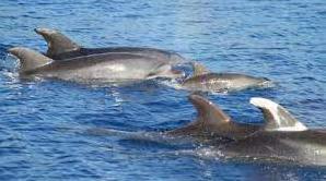 Стаття На пляжі поблизу Одеси помітили зграю дельфінів (відео) Ранкове місто. Одеса